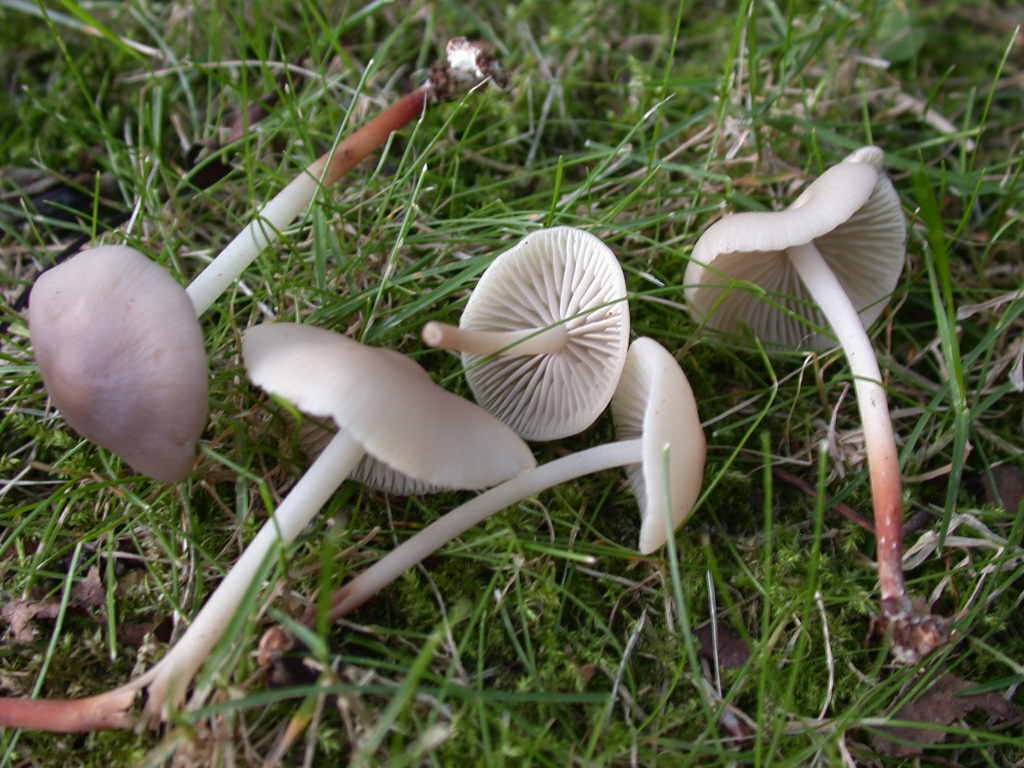 Marasmius wynnei